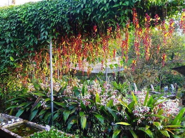 Cận cảnh Hoa móng cọp vàng với từng cánh hoa cong uốn rõ nét trong ánh sáng tự nhiên