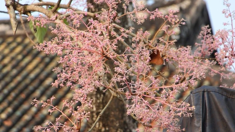 Cận cảnh Hoa ngô đồng dịu dàng với sắc hồng thanh khiết trên cành cao
