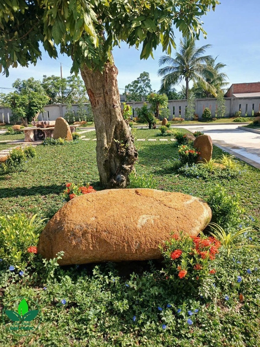 Cận cảnh hoa Thanh Tú xanh lam với cánh hoa mảnh và sắc màu tươi mát nổi bật