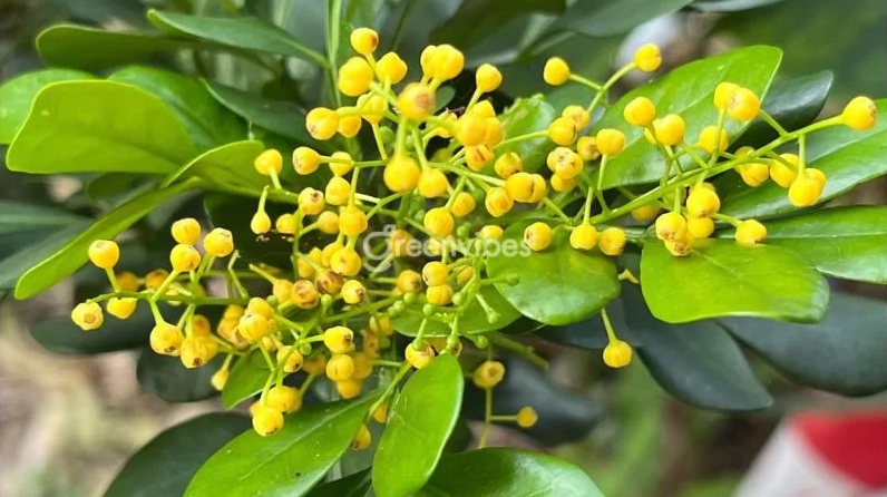 Cận cảnh lá cây ngâu xanh bóng, dày dặn và gọn gàng thể hiện sức sống khỏe khoắn của cây