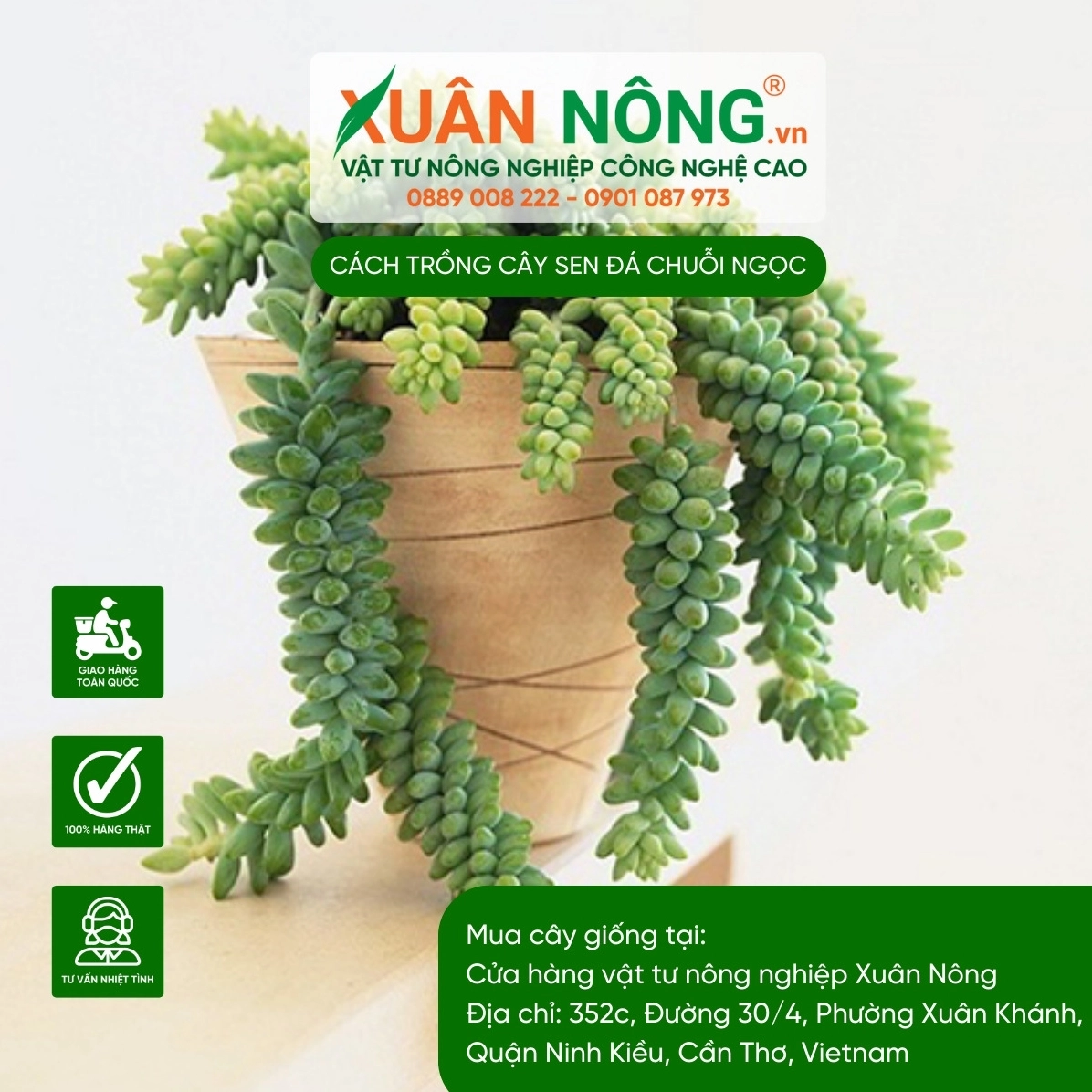 Cận cảnh lá Sen đá chuỗi ngọc khi được chăm sóc đúng cách với sắc xanh tươi và bề mặt căng mọng