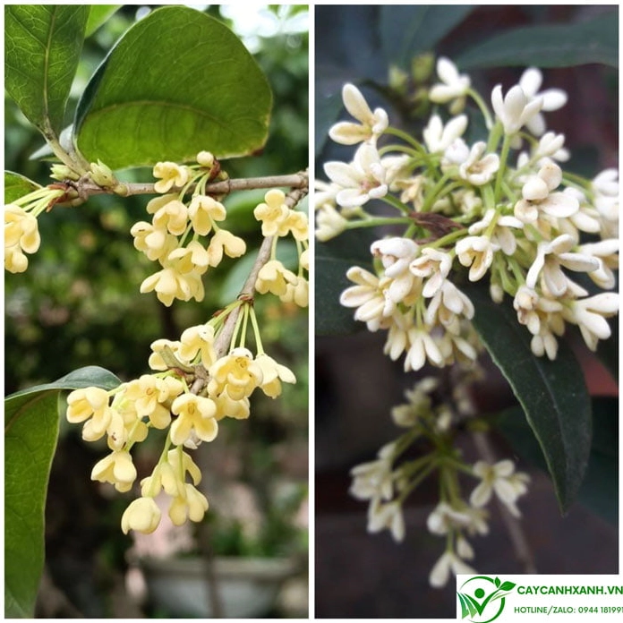 Cận cảnh màu hoa Cây Mộc Hương với những chùm bông nhỏ xinh mang sắc độ dịu dàng nổi bật trên nền lá xanh