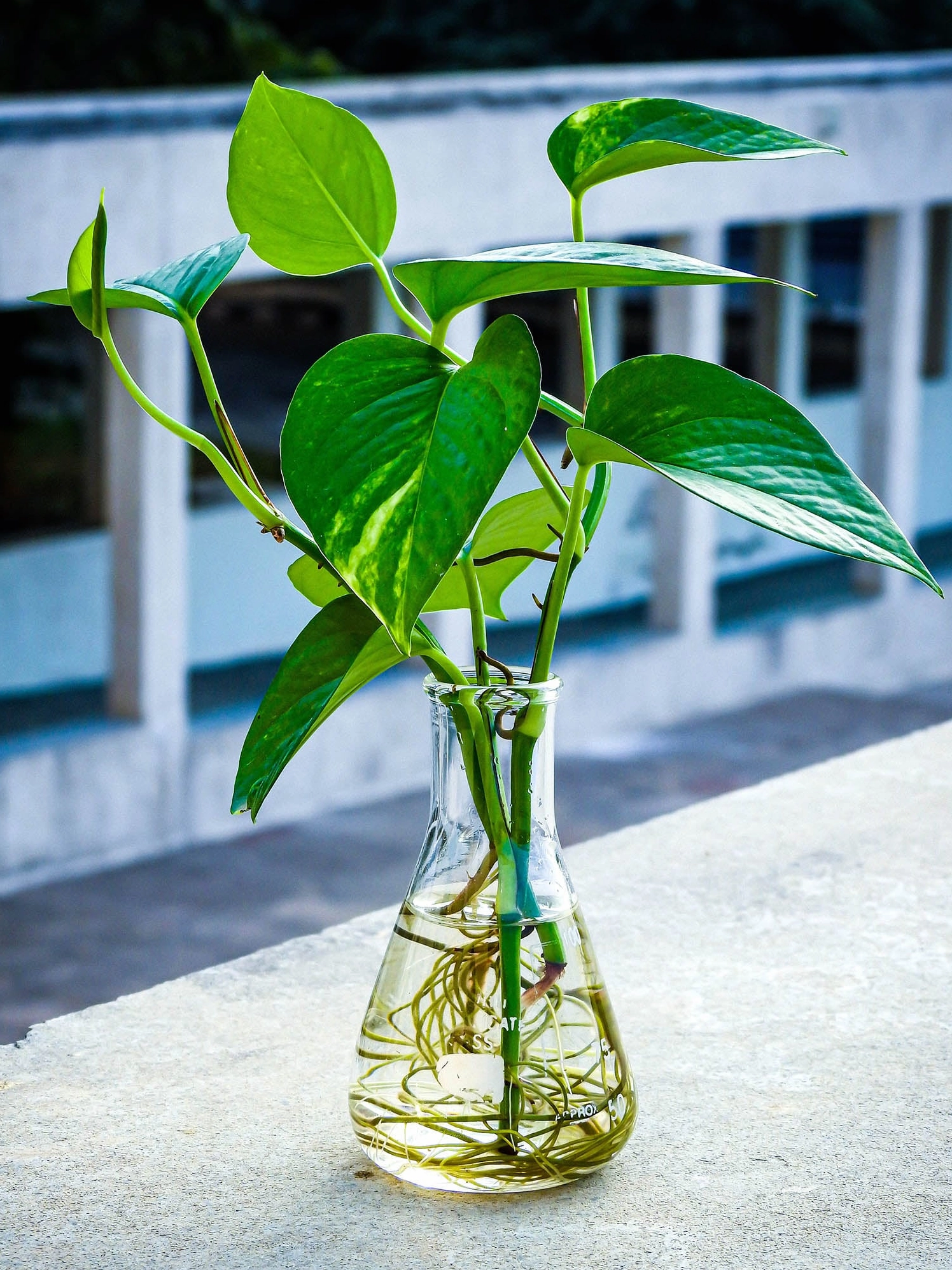 Cận cảnh nhiều lá Cây Trầu Bà Vàng bản lớn tạo thành mảng xanh vàng êm dịu và bắt mắt