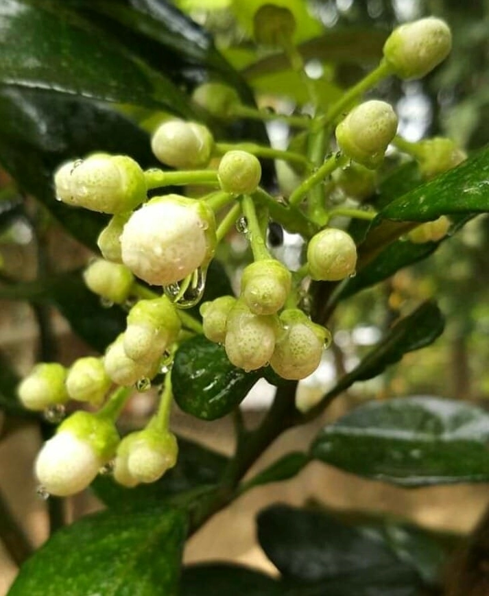 Cận cảnh nụ Hoa chanh xanh non vừa hé trên đầu cành, mịn màng và đầy sức sống