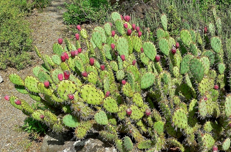 Cận cảnh Prickly Pear với thân xanh dẹt và các chấm gai nhỏ phủ đều