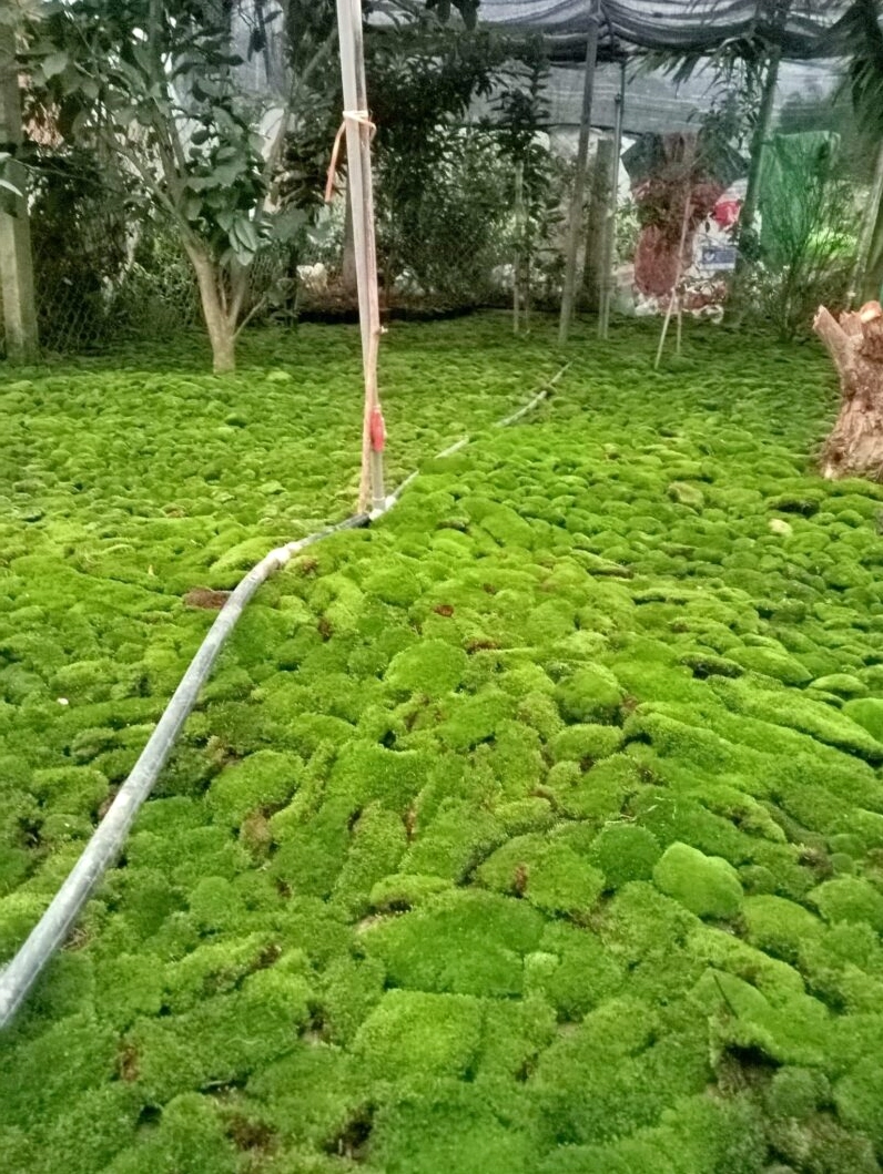 Cận cảnh rêu nhung đắp bonsai với bề mặt dày mịn và màu xanh tự nhiên