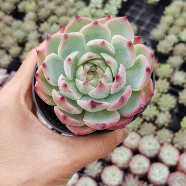 Cận cảnh sen đá bánh bao lửa với lớp lá mọng nước ôm tròn và rìa đỏ cam nổi bật