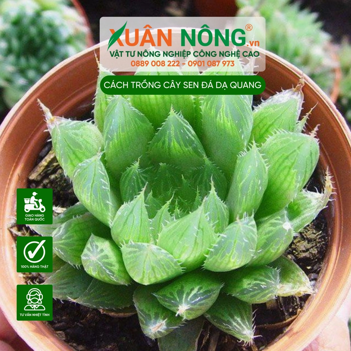Cận cảnh Sen Đá Dạ Quang với những phiến lá mọng nước xếp đều thành dáng hoa nhỏ
