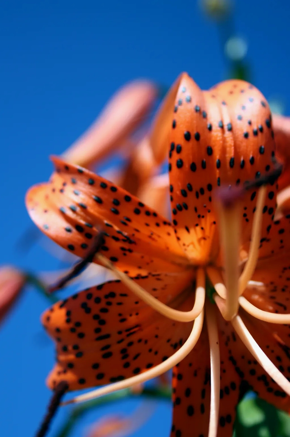 Cận cảnh Tiger Lily với họa tiết đốm đặc biệt trên cánh hoa cam nổi bật và giàu sức sống
