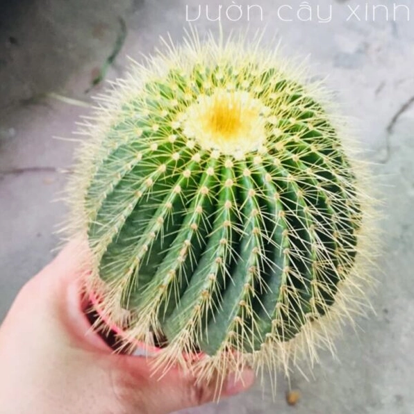 Cận cảnh xương rồng bóng vàng bụi với gai vàng phủ đều quanh thân cây xanh mọng
