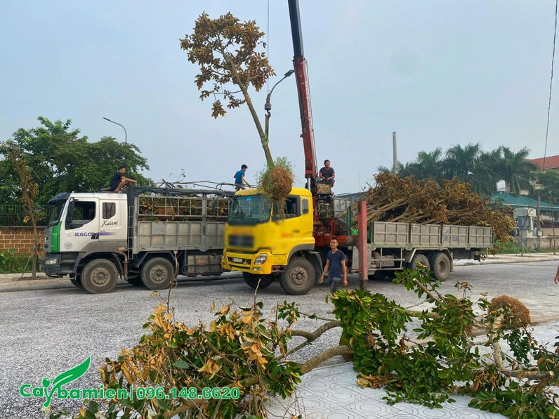 Cần cẩu đang nâng cây Vú Sữa công trình lên xe, bộ rễ và tán cây được giữ chắc chắn