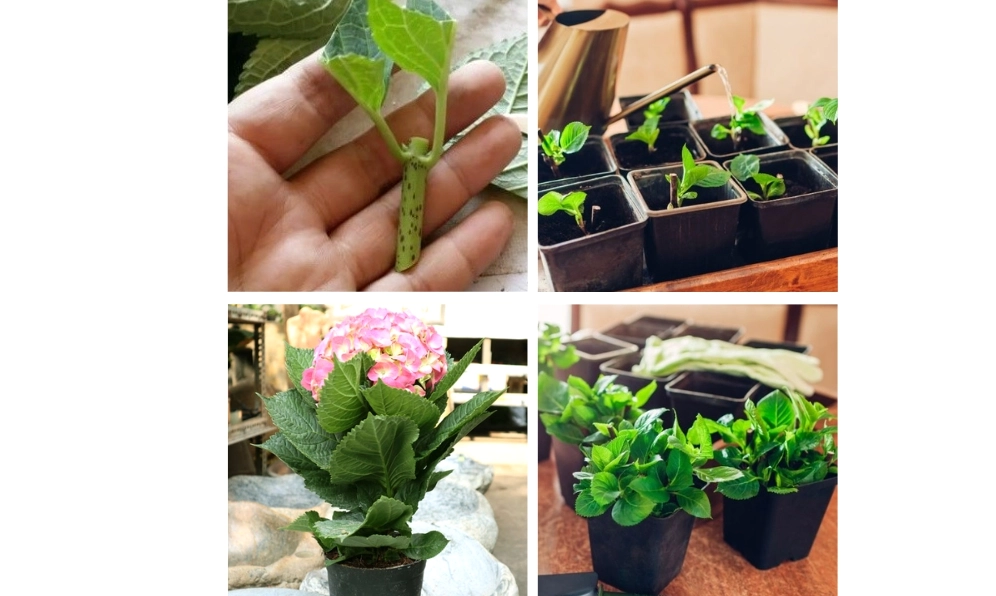 Cành cẩm tú cầu được giâm để nhân giống cây hoa khỏe mạnh