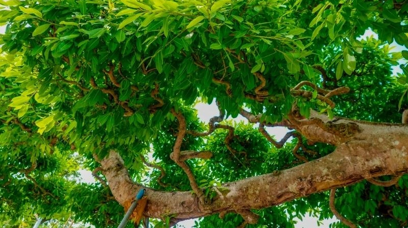 Cành Cây Sộp cổ thụ xum xuê với lớp lá xanh dày phủ kín không gian