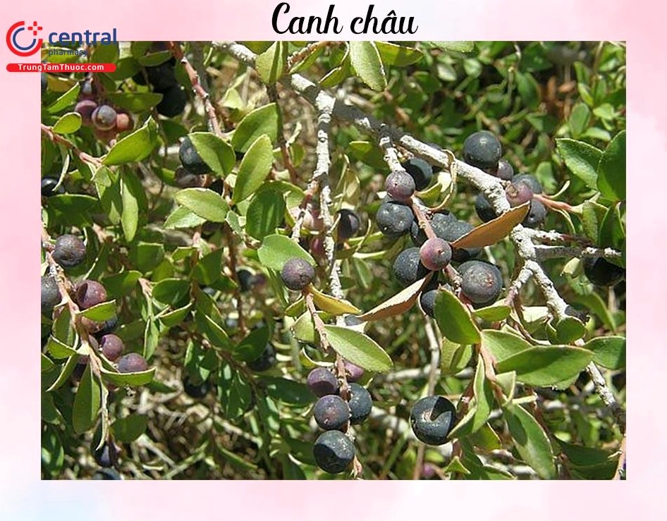Canh châu Tước mai Sageretia theezans với dáng cành thanh thoát và lá xanh nhỏ