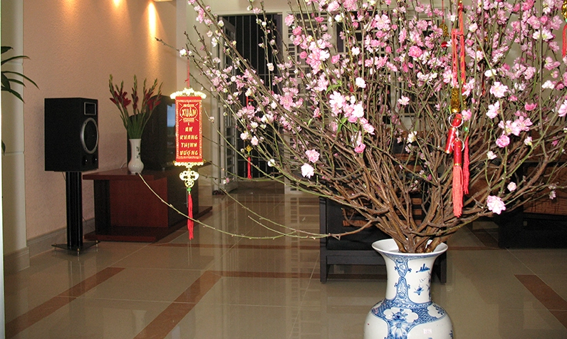 Cành hoa đào được giữ tươi lâu trong ngày Tết với sắc hồng sáng và nụ còn căng