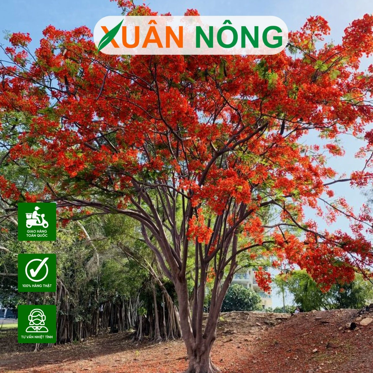 Cành Hoa Gạo với các bông nở to, cánh dày và gam đỏ cam giàu sức sống