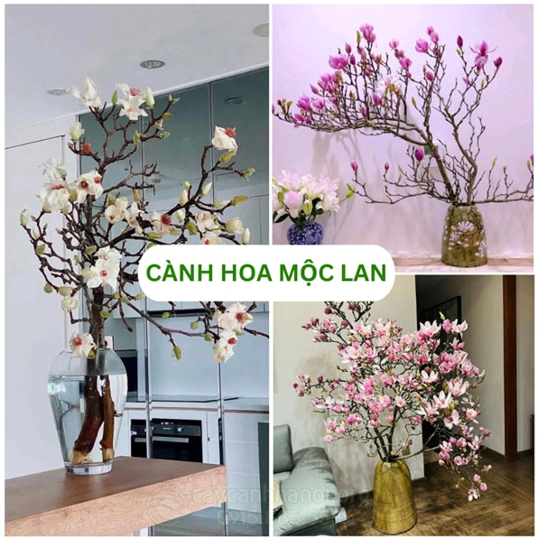 Cành hoa mộc lan thanh nhã với sắc hoa sáng, phù hợp làm cảm hứng bố cục ảnh cây cảnh