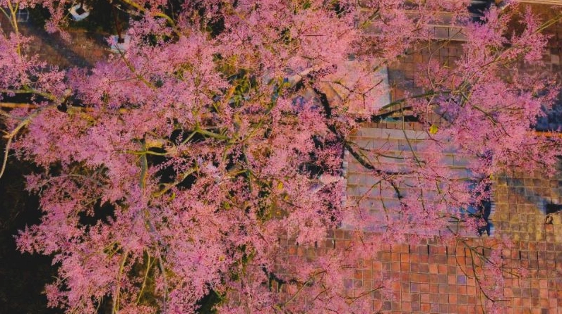 Cành Hoa ngô đồng duyên dáng với sắc hồng dịu làm say lòng người ngắm