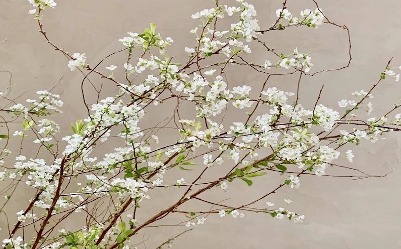 Cành Hoa Tuyết Mai vươn dài mềm mại với nụ non và hoa nở đều tạo đường nét nghệ thuật