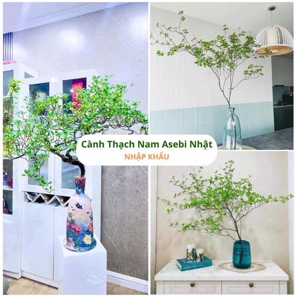 Cành thạch nam Asebi Nhật với chùm hoa nhỏ rủ mềm tạo cảm hứng phối cảnh cho góc sen đá