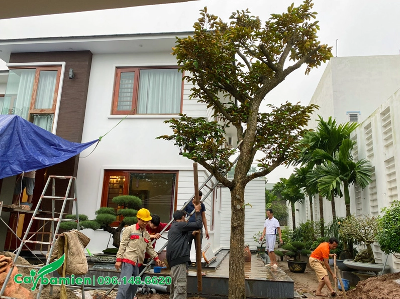 Cảnh trồng cây Vú Sữa công trình có đường kính gốc 20cm trong khuôn viên rộng, cây được cố định ngay ngắn