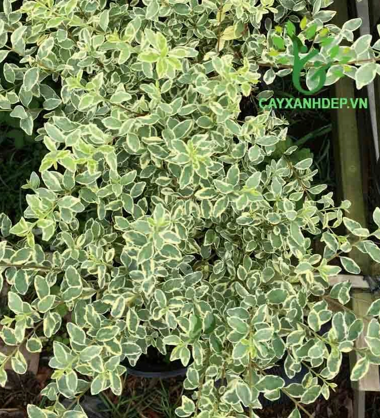 Cành Tuyết Mai mảnh nhẹ với chi tiết thanh thoát gợi cảm giác tinh khôi trong khung hình