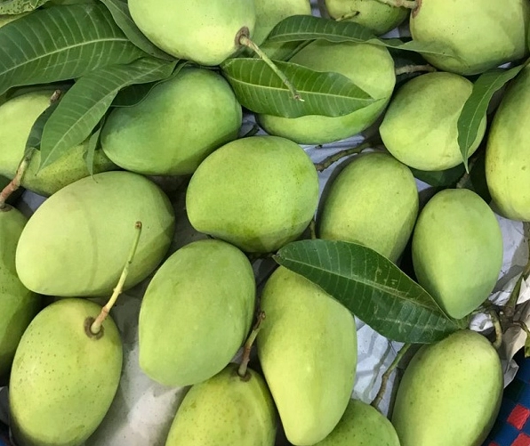 Cành Xoài mang nhiều quả non xanh mướt đung đưa giữa tán lá