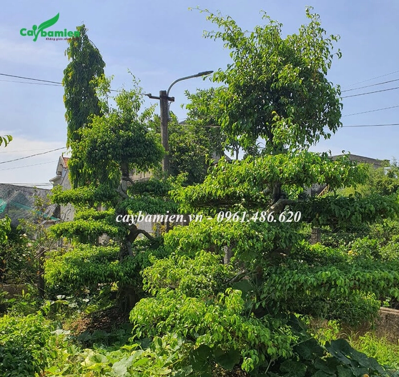 Cắt tỉa cành vượt cho Cây Sanh Nam Điền để tán cây vào khuôn đẹp và cân đối hơn