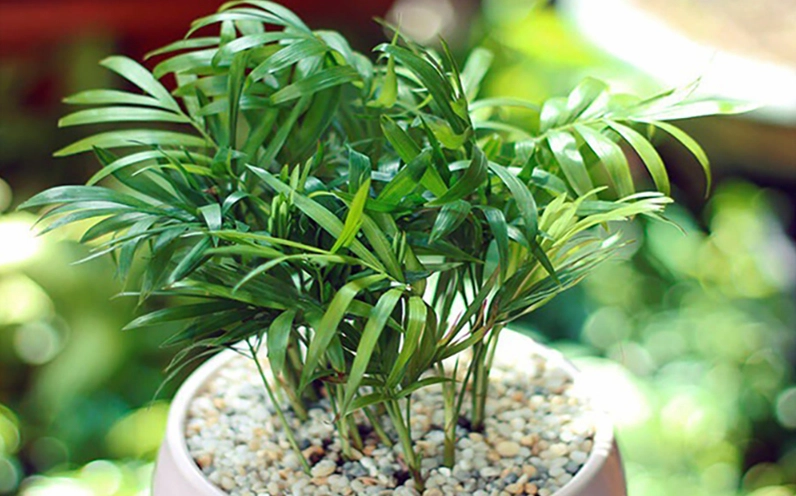 Cau tiểu trâm trong chậu nhỏ được rải sỏi trắng tạo vẻ đẹp sạch và tinh tế