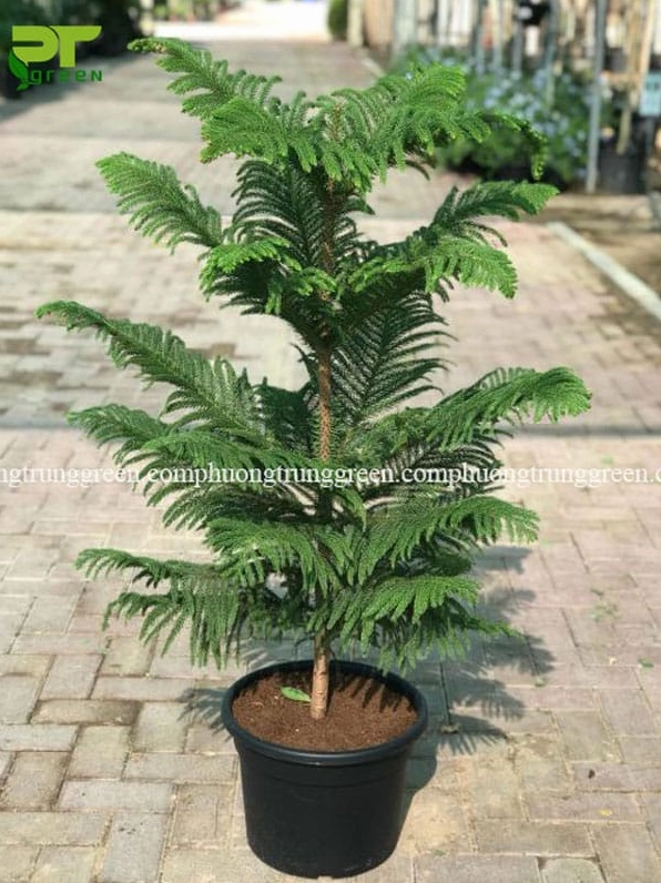 Cây Bách Tán công trình có cành xòe ngang từng lớp như mái che tự nhiên