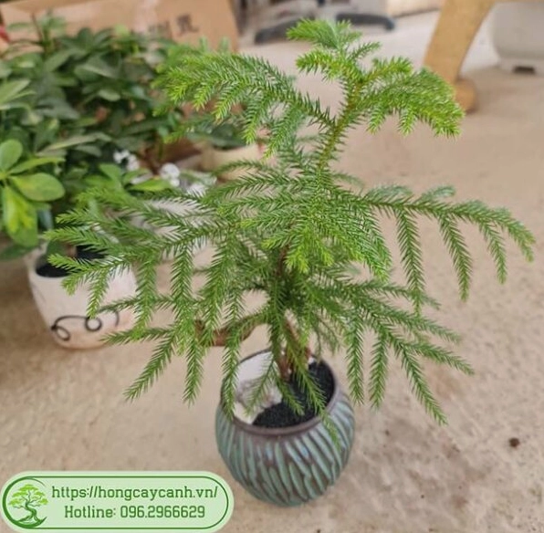 Cây Bách Tán để bàn trong chậu nhỏ mang vẻ đẹp phong thủy thanh nhã