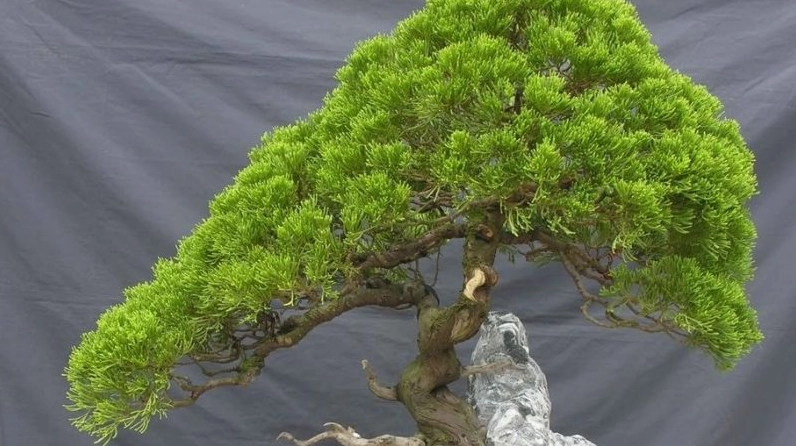Cây bách tán hiện lên với dáng vẻ rõ nét giúp người xem nhận diện đặc trưng của loài cây này