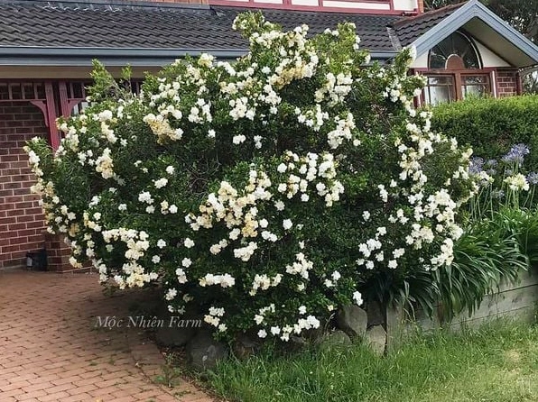 Cây Bạch Thiên Hương trưởng thành tỏa tròn và mang hoa từ gốc tới ngọn