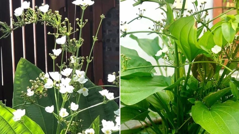 Cây Bách Thủy Tiên hiện lên thanh nhã trong khung cảnh sân vườn thoáng đãng và sạch sẽ