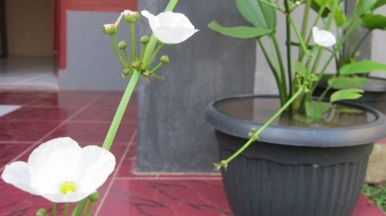 Cây bách thủy tiên phát triển xanh tốt thể hiện giá trị trang trí và làm dịu không gian sống