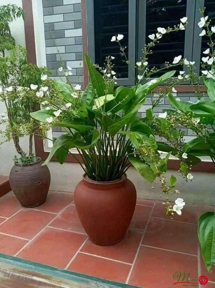 Cây Bách Thủy Tiên trưởng thành trong sân vườn với dáng lá khỏe và màu xanh đầy sức sống