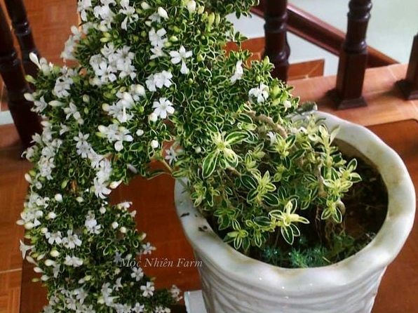 Cây Bạch Tuyết Mai được đặt nổi bật trong khung cảnh sân vườn gọn gàng và thoáng sáng
