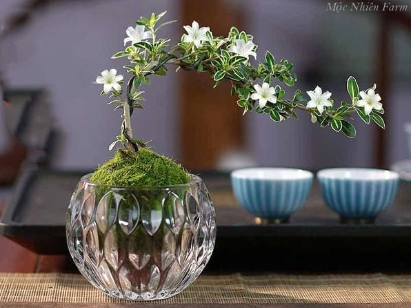 Cây Bạch Tuyết Mai hiện lên gọn gàng với đường nét mềm mại phù hợp chụp ảnh sân vườn
