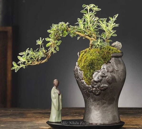 Cây Bạch Tuyết Mai mang tinh thần bonsai thiền định với vẻ trầm tĩnh và thanh cao