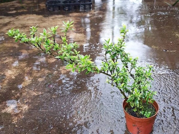Cây Bạch Tuyết Mai sinh trưởng tốt ở nơi ẩm mát có nắng nhẹ và không gian thoáng