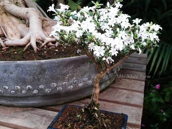 Cây Bạch Tuyết Mai trong góc chụp gần cho thấy chất lá mịn và nhánh cây uyển chuyển