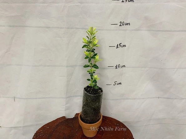 Cây Bạch Tuyết Mai với sắc lá xanh dịu nổi bật trên nền không gian giản dị và thoáng