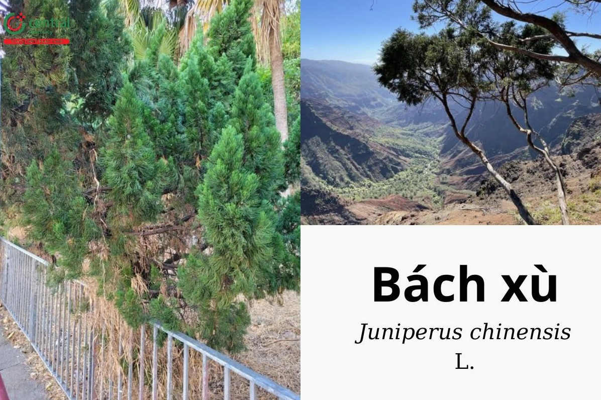 Cây Bách Xù Juniperus chinensis với tán lá xanh dày, dáng cây cổ kính và vẻ đẹp trầm mặc giữa không gian tự nhiên