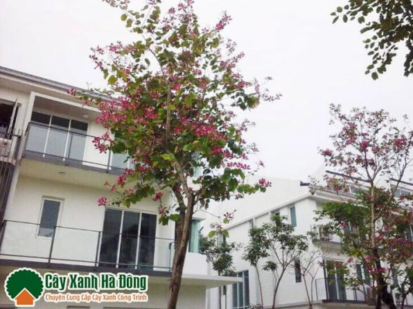 Cây Ban Đỏ được trồng làm đẹp cảnh quan với tán cây xanh và sắc hoa nổi bật