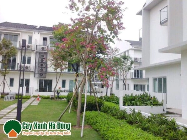 Cây Ban Đỏ phù hợp trồng ở nơi rộng rãi thoáng mát để phát triển tán và cho hoa đẹp
