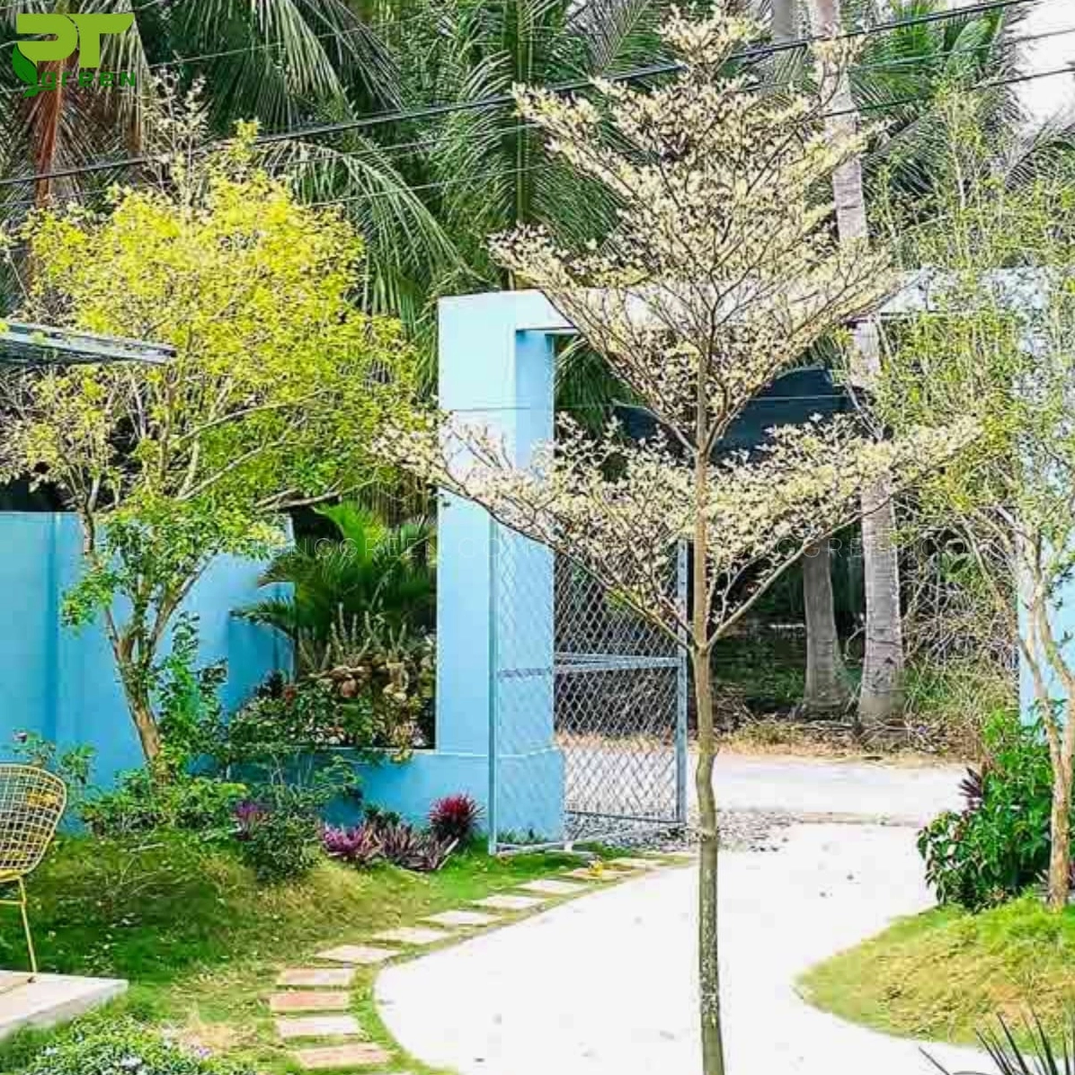 Cây bàng cẩm thạch đặt trước nhà tạo điểm nhấn xanh sáng cho mặt tiền và lối vào