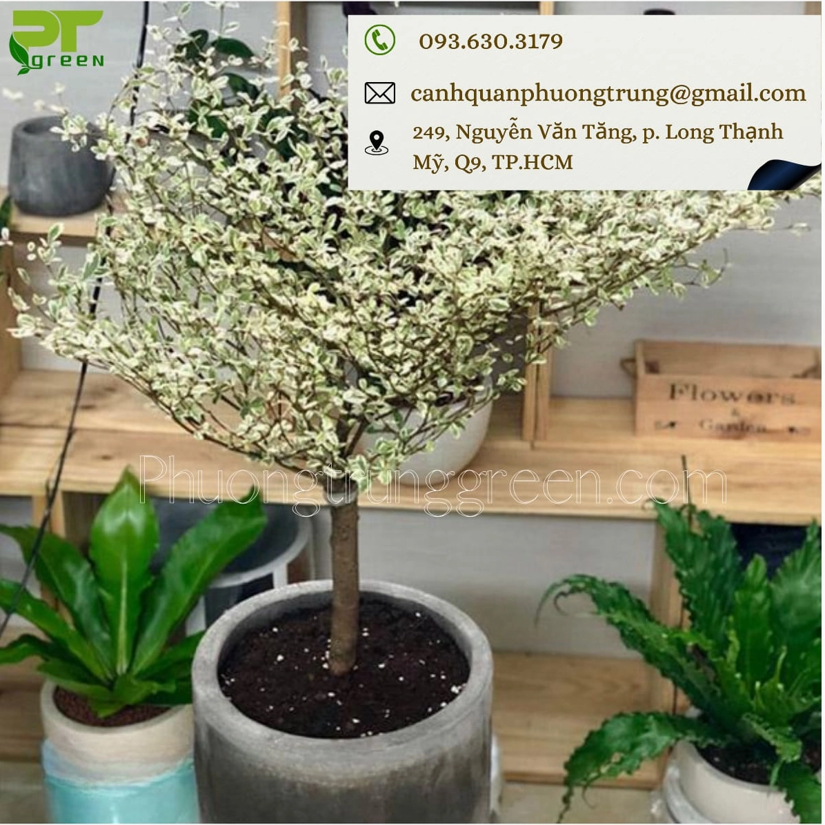 Cây bàng cẩm thạch được trưng bày đẹp mắt, gợi ý lựa chọn cây khỏe và tán lá đều màu
