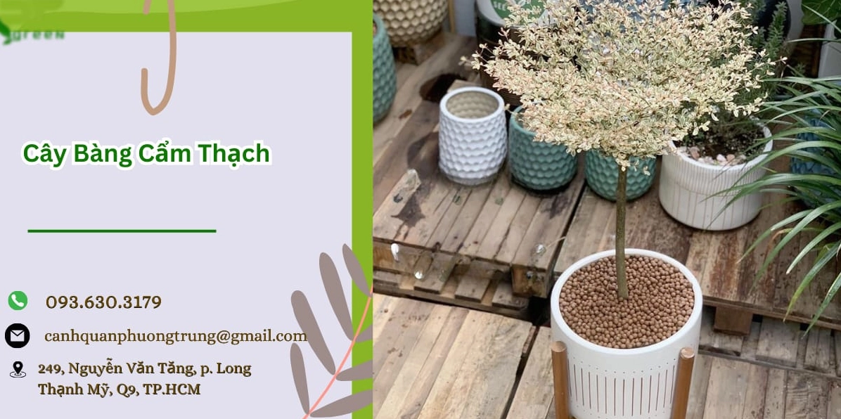 Cây bàng cẩm thạch với thân thẳng, tán lá dày và màu lá loang sáng nổi bật trong chậu cảnh