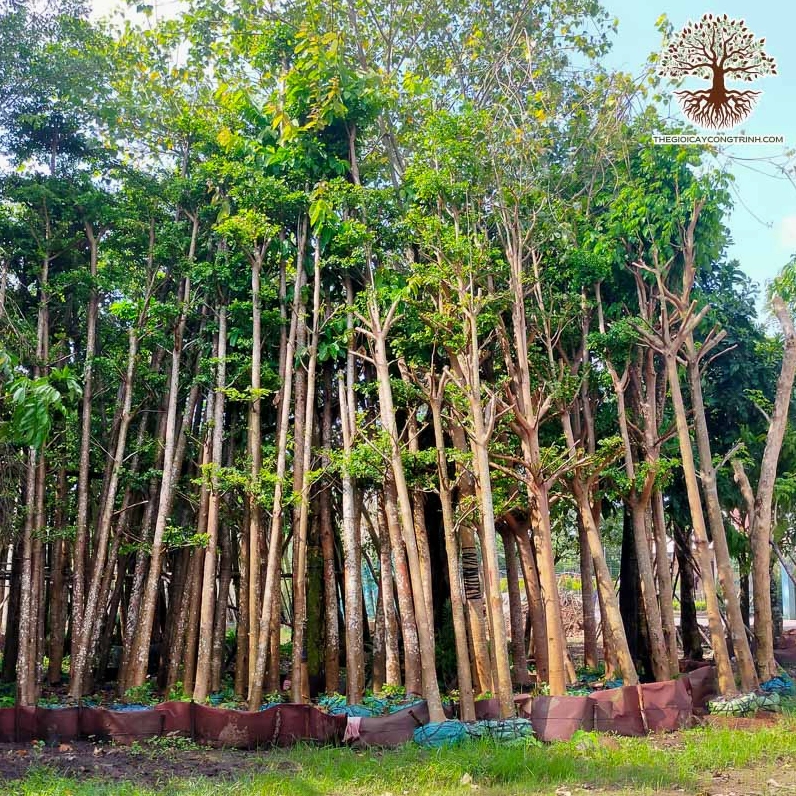 Cây Bàng Đài Loan lá nhỏ với tán gọn cao thanh thoát tạo ấn tượng hiện đại cho cảnh quan