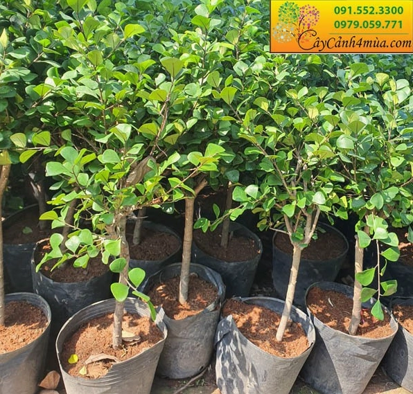 Cây bàng đồng xu với lá tròn tạo tương phản hình khối khi đặt cạnh Cây Hồng Phúc